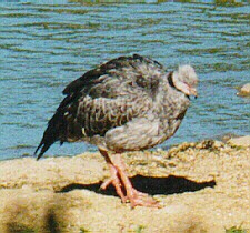 Chaj en Uruguay.