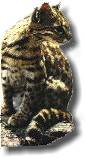 Gato monts
