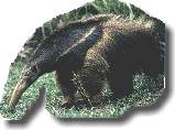 Oso hormiguero
