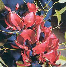 Flor del Ceibo